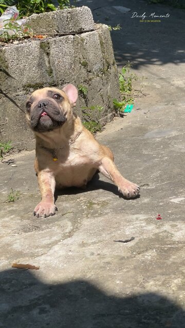 I try to get to know and be intimate with the puppy I rescued and relieve my mind