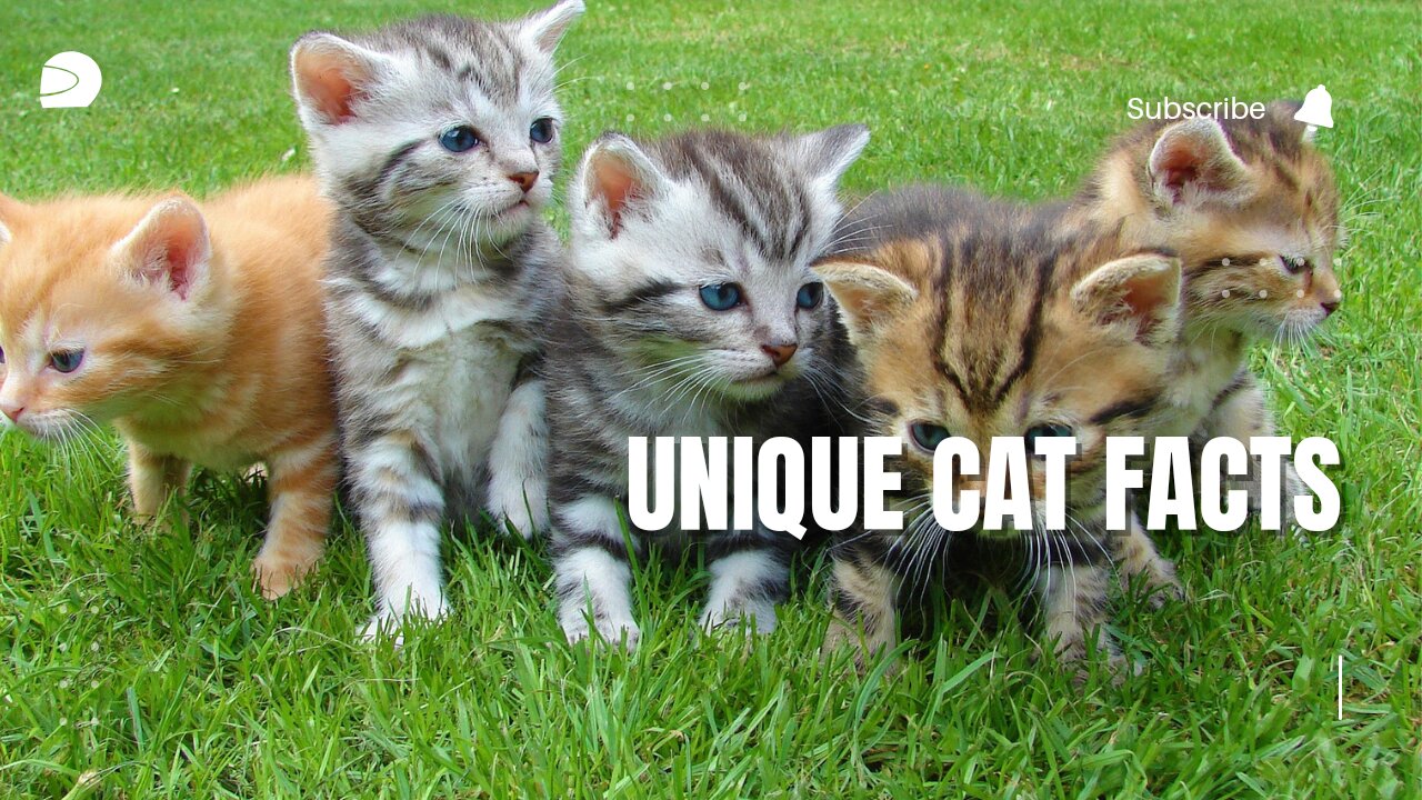 5 Unique Facts About Cats You Need to Know