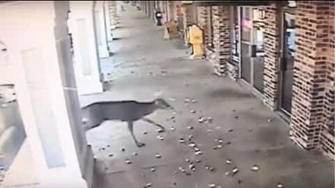 Deer smashes through barber's window