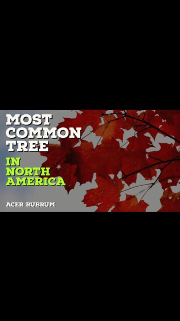 The Most Common Tree in the ENTIRE US | Acer Rubrum #shorts
