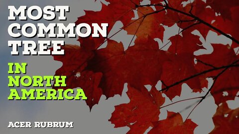 The Most Common Tree in the ENTIRE US | Acer Rubrum #shorts