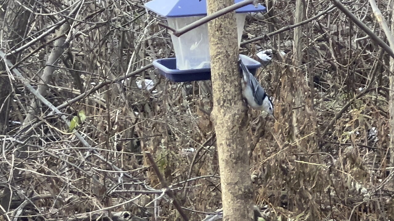 James Gardens Toronto Oasis for Happy Birds 2