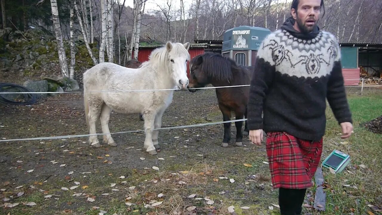 Life in Norway ep#1 ( feed the horses )