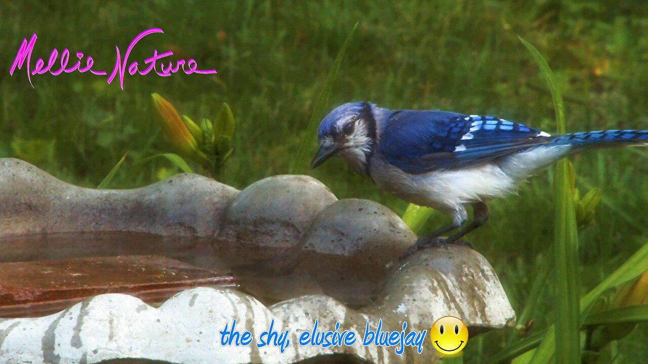 🐦Blue Jay in the bath🐦