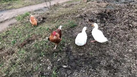 Deciding which rooster to keep. Arthur and Cleo drink from the creek together