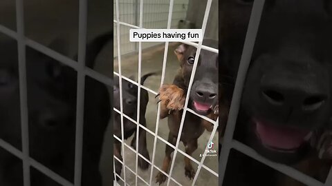 Puppies playing in the kennel #dutchshepherdpuppy