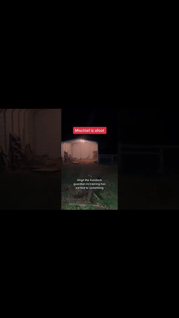 LGD alerts to nearby skunk #shorts