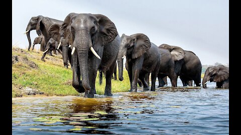 Wild Elephant in Jungle