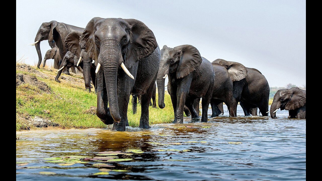 Wild Elephant in Jungle