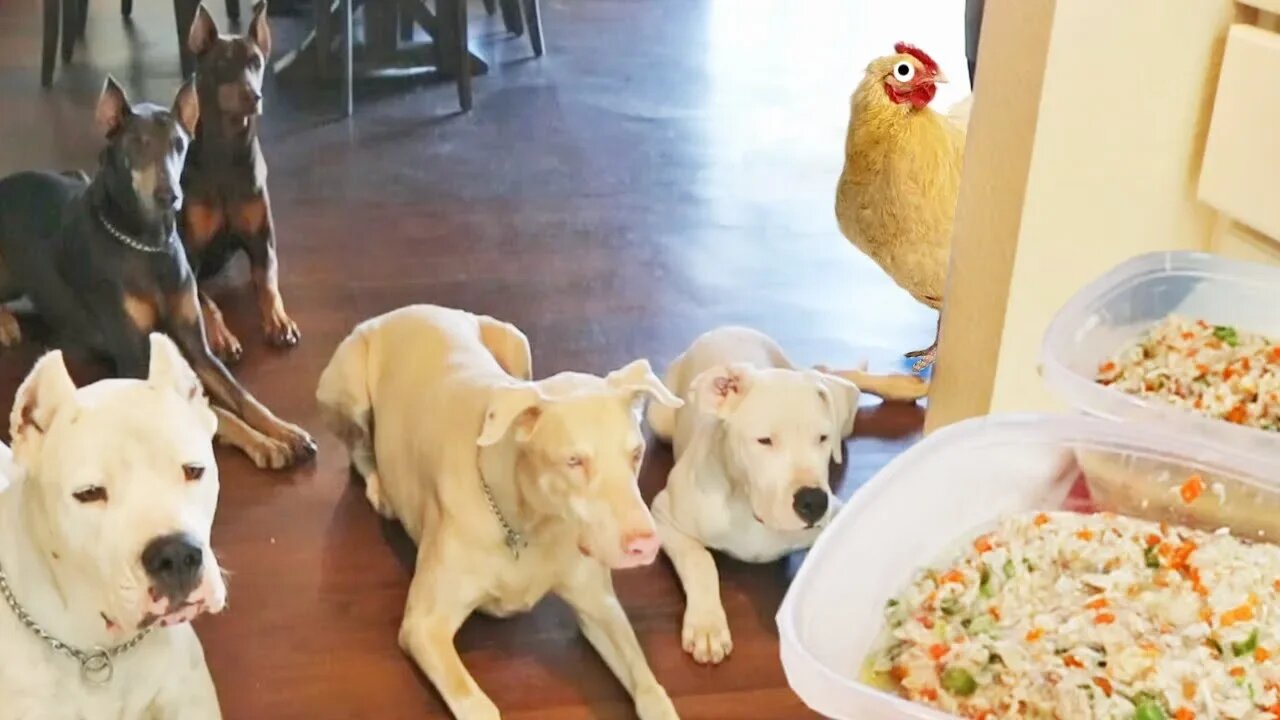 Homemade Chicken Stew Recipe for Dogs