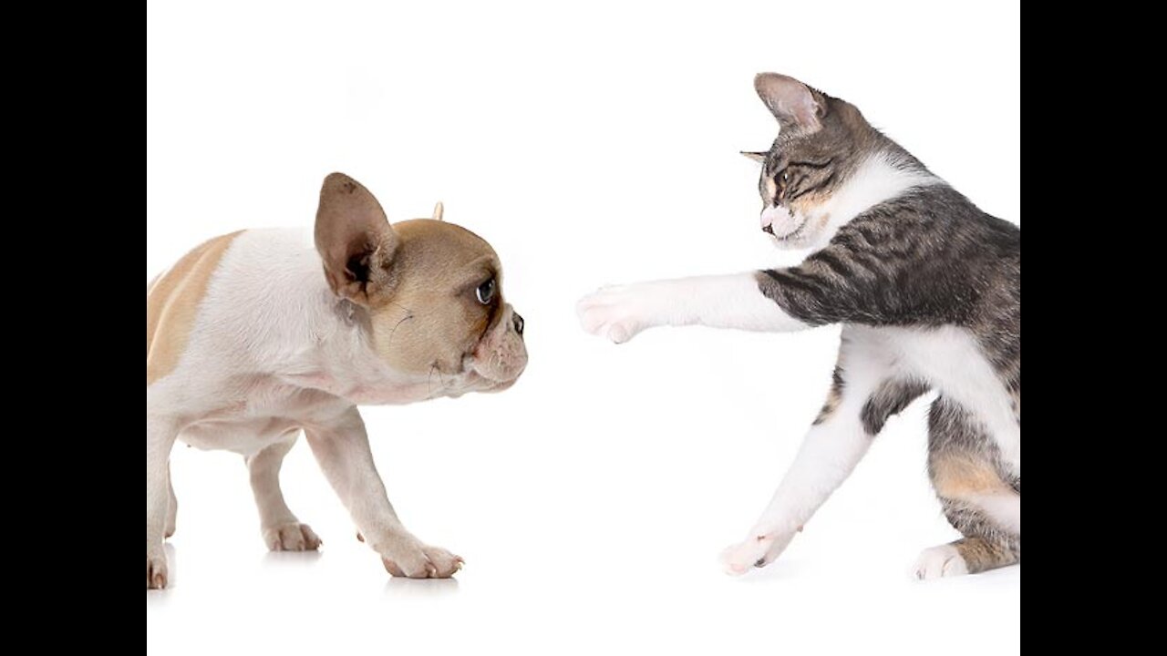 Quarrel between cat and dog