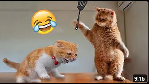 Best Funny Animal Videos of the year (2023)