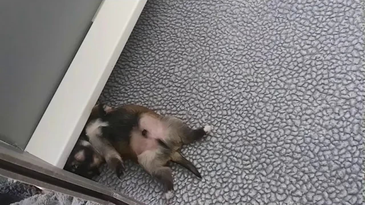 j litter-11 Days Olds