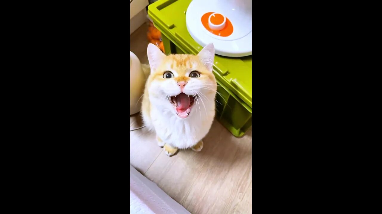 A singing cat....