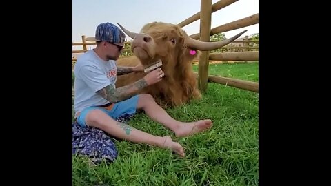 Pampered Cow