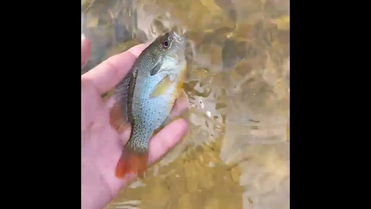 The colors on a redbreast sunfish are second to none!