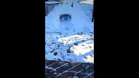 Ice box Igloo