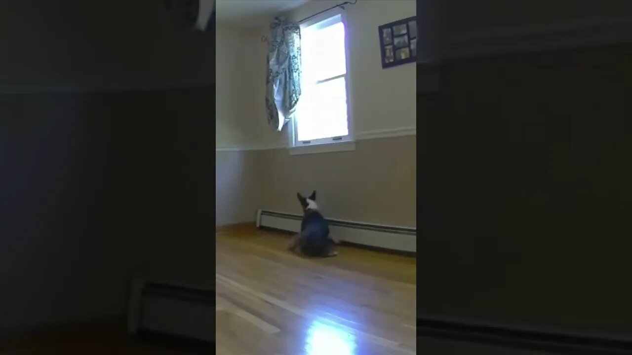 Clip hay triệu view 118 #shorts #short #funnyvideos #haihuoc #vui #animals