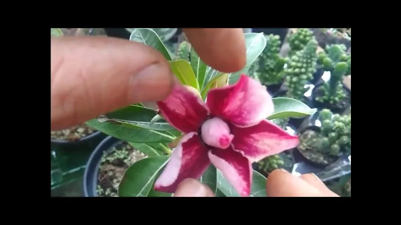 Novas rosas do deserto peixinho morango brinco de princesa pimenta e sementeira