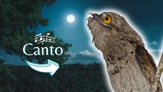 COMMON POTOO - Urutau Mãe da Lua Cantando - Só o Canto