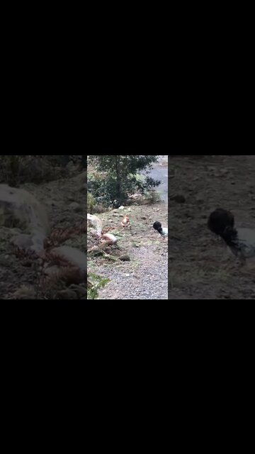 Chickens run away during filming!