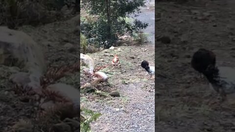Chickens run away during filming!