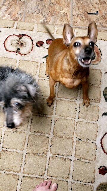 Bossy Chester Theodore Amadeus