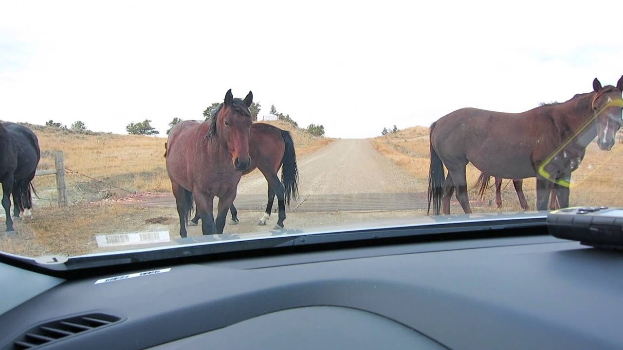 Horses Blocking Road near Fort Peck Reservoir, Montana