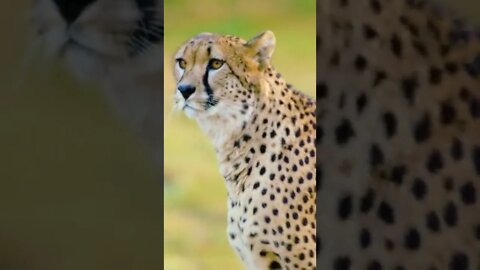 Meet the Fastest Animal on Earth: The Cheetah#shorts