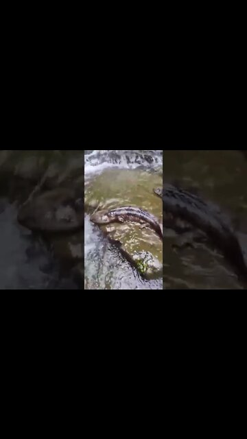 Ces salamandres géantes