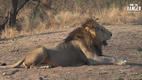 Lion Pride Leaves Youngsters With Dad (Introduced By Mr. K)