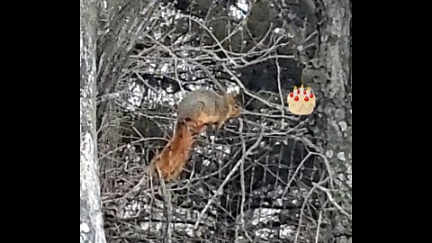 Fat Squirrel ??