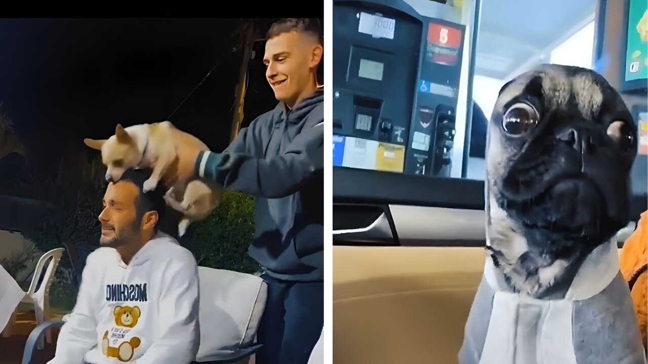 Viral dogsvideo rumble
