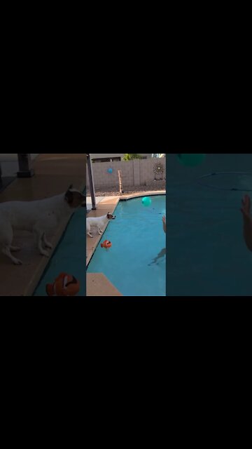 Dogs Plays Volleyball