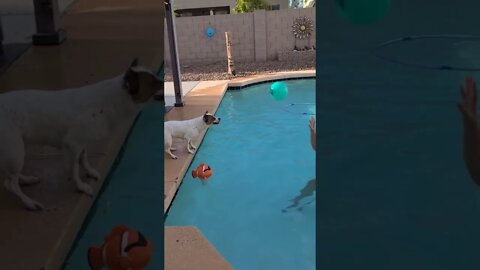 Dogs Plays Volleyball