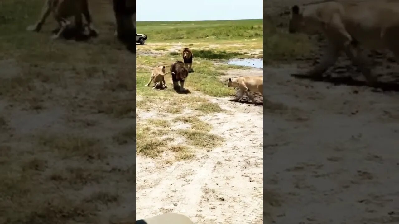 الأسد ناميري و شقيقه