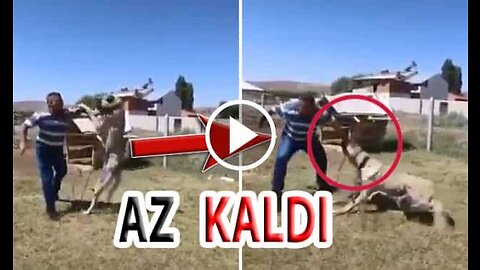 Giant Anatolian Shepherd Dog Vs Man