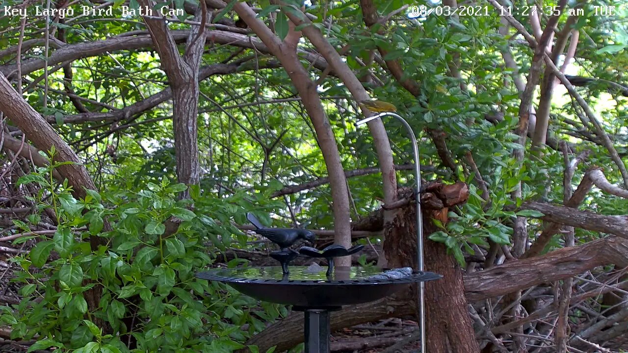 Prairie Warbler Bath