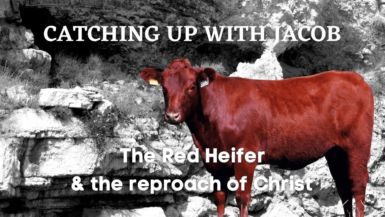 CUWJ 95: Red Heifer and the Reproach of Christ