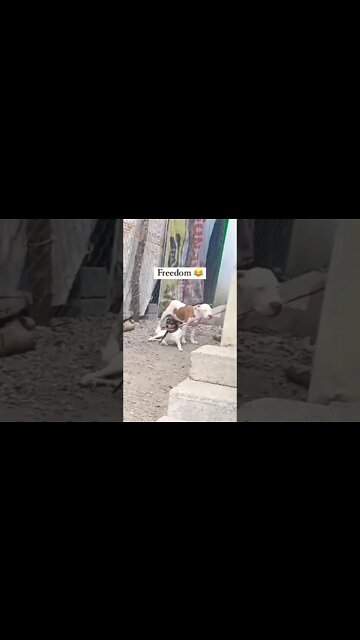 Freedom 😂 #shorts #shortsfeed #shortvideo #clips
