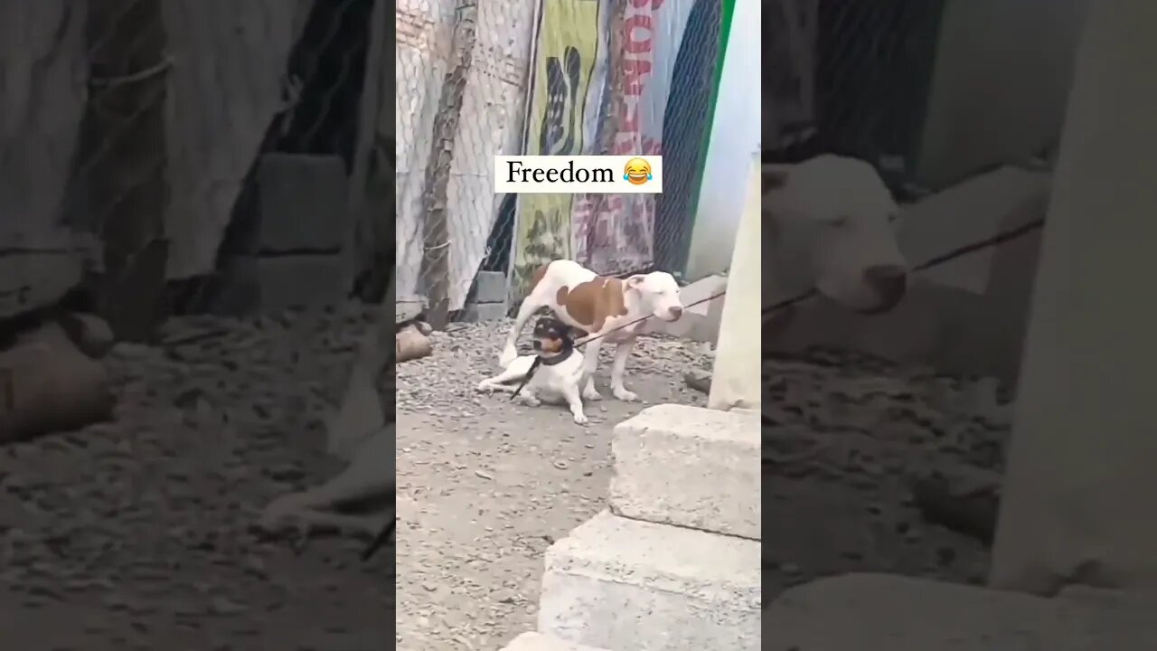 Freedom 😂 #shorts #shortsfeed #shortvideo #clips