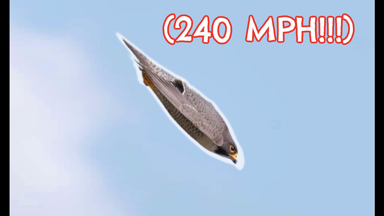 Top 5 FASTEST Birds (240mph) on the PLANET