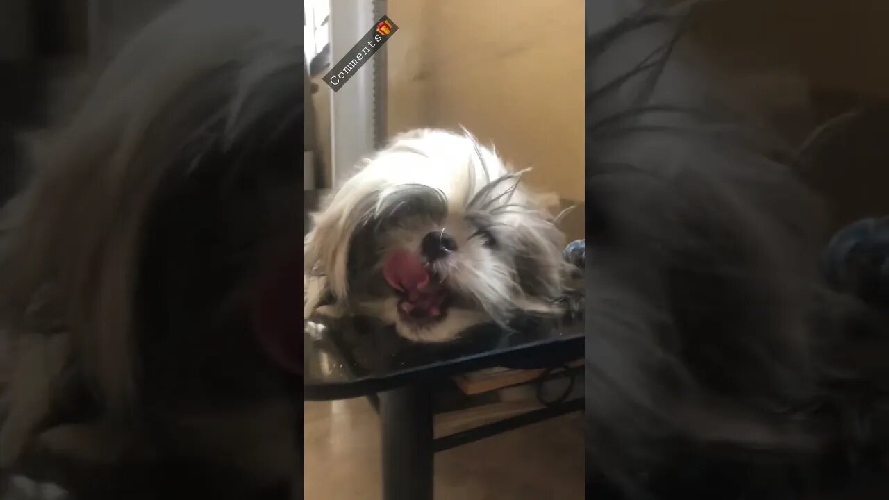 The Grumpy Shih Tzu on the Table