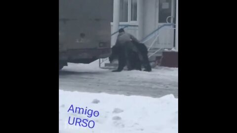Short: AMIGO URSO