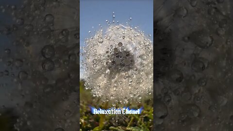 Macro photography of a dandelion