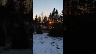 Watching the sun set through the trees