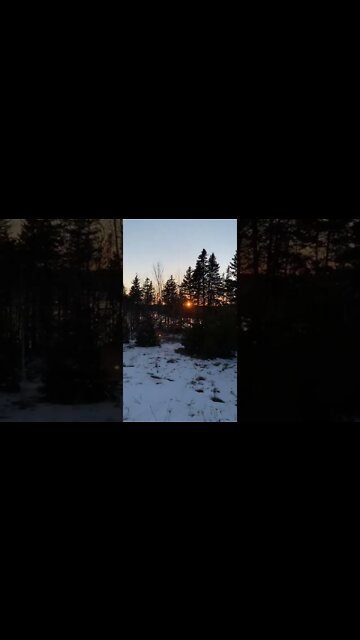 Watching the sun set through the trees