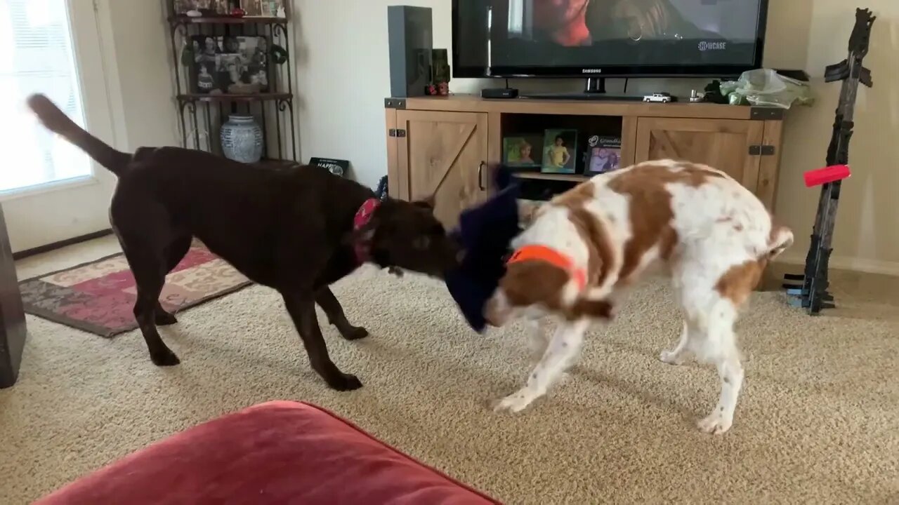 My two fur kids are my best friend