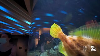 'First Saturday' to give National Aquarium attendees with disabilities a crowd-free head start