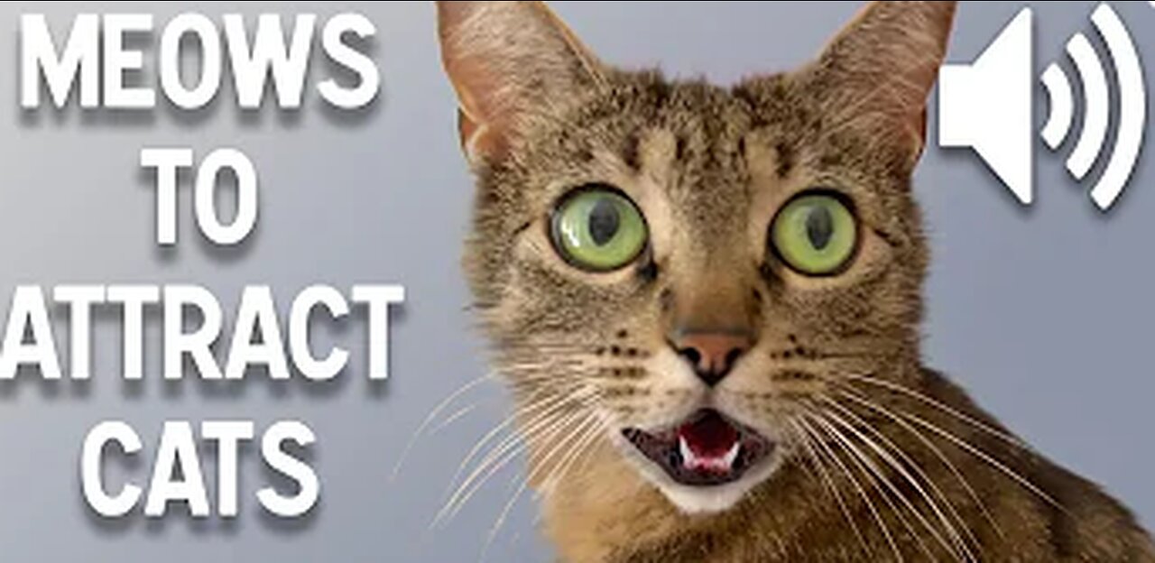 Sounds that attract cats - Meow to make cats come to you